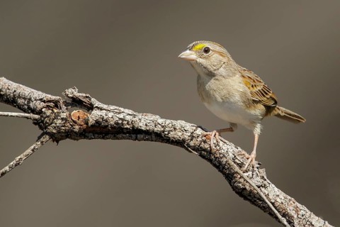 Grassland Sparrow (Ammodramus humeralis) perched on a branch in the grasslands of Guyana