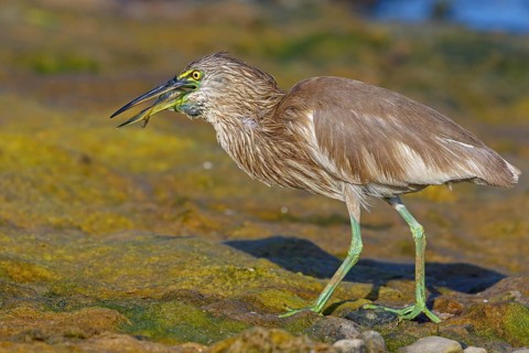 Animal, animals, bird, birds, heron, paddy heron, (Ardeola grayii), heron family, biotope, habitat,