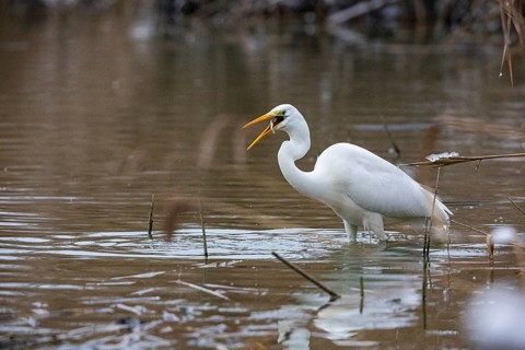 Great White Egret (Egretta alba) Germany