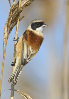 Eurasian Penduline Tit (Remiz pendulinus) male, Lisbon, Portugal