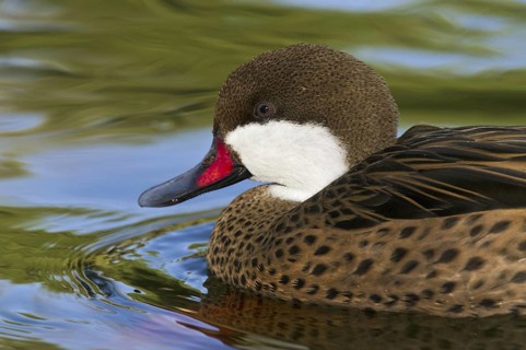 White-cheeked Pintail (Anas bahamensis), Arizona, USA