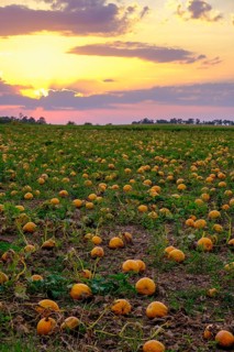 Pumpkin fields in the evening light, near Poysdorf, Weinviertel, Lower Austria, Austria