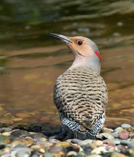 A female Yellow-shafted Northern Flicker, Colaptes auratus, drinks from a pond in Saskatoon,