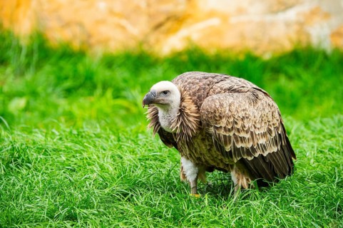 Griffon Vulture (Gyps fulvus) sitting on a meadow, Germany