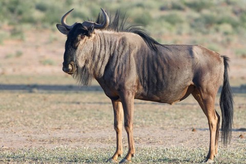 Blue wildebeest (Connochaetes taurinus), adult male, alert, standing in the dry Auob riverbed,