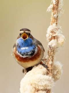 Bluethroat (Luscinia svecica cyanecula) male singing from cattail, Netherlands