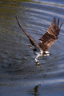 Western osprey (Pandion haliaetus) fishing, Finland