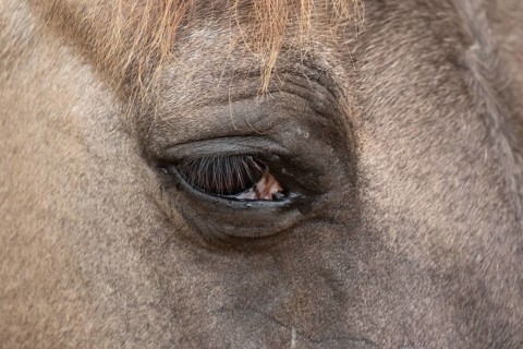 Konik pony (Equus ferus caballus) adult horse animal close up of an eye, England, United Kingdom