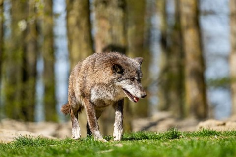 Eastern wolf (Canis lupus lycaon) walking on a meadow, Bavaria, Germany