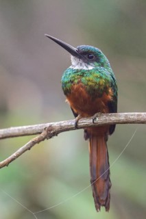 Rufous-tailed Jacamar (Galbula ruficauda) perched on a branch in the Atlantic rainforest of