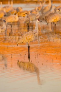 Sandhill Crane Grus canadensis tabida Bosque del Apache National Wildlife Refuge, New Mexico,