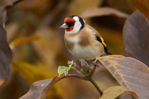 European goldfinch (Carduelis carduelis) adult bird in a garden magnolia tree with autumn colour
