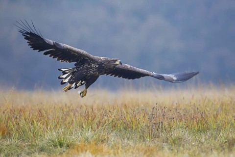 White-tailed Eagle (Haliaeetus albicilla) juvenile flying, Lodz, Poland