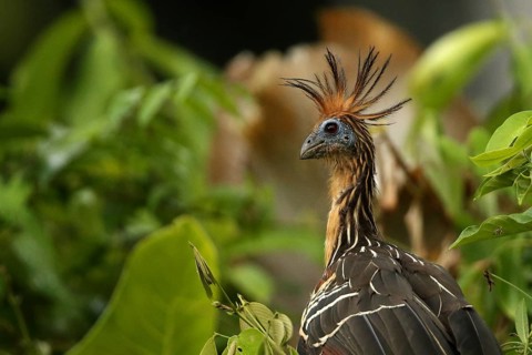 Hoatzin (Opisthocomus hoazin) perched in tree, Orinoco Delta, Venezuela