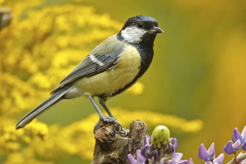 Great Tit (Parus major), Rhineland-Palatinate, Germany