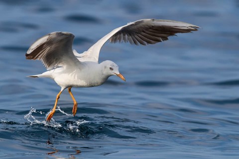 Slender-billed Gull (Chroicocephalus genei) flying, Eilat, Israel