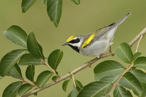Golden-winged Warbler (Vermivora chrysoptera), Texas, USA