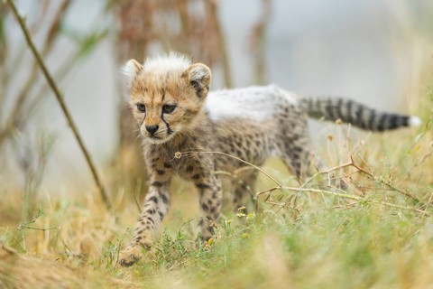 Cheetah (Acinonyx jubatus) youngster walking on a meadow, captive, occurrence Africa