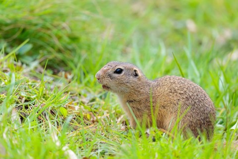 An adult ground squirrel (Spermophilus citellus) eats leaves and flowers on a cloudy day in a green