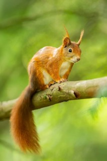 Red squirrel (Sciurus vulgaris) in a forest, Bavaria, Gernany