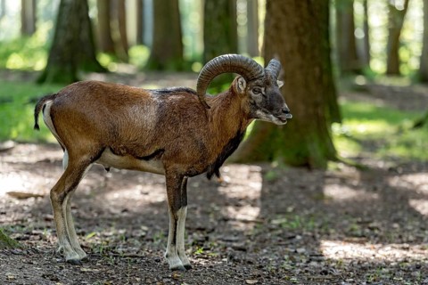 European mouflon (Ovis gmelini musimon), mouflon deer, male calling during the rutting season in a