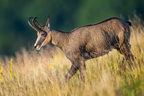 Chamois (Rupicapra rupicapra) on a meadow in the Vosges Mountains, wildlife, France
