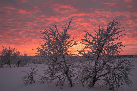 Birch trees covered with sunset, Saariselkä, Lapland, Finland, January 2025