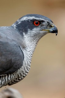 Northern Goshawk (Accipiter gentilis), adult male, Castile and Leon, Spain