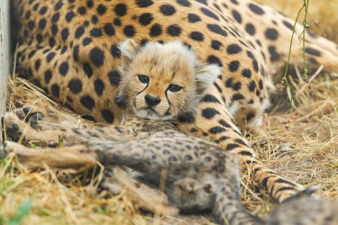 Cheetah (Acinonyx jubatus) youngster lying next to its mother, captive, occurrence Africa