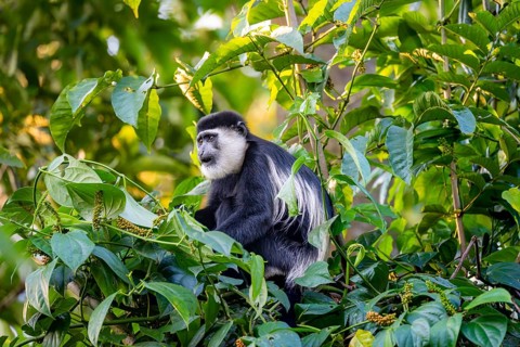 West African guereza or mantelaffe (Colobus guereza occidentalis) eating leaves, Bigodi, Western