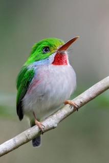 Cuban Tody (Todus multicolor) perched on a branch in Cuba