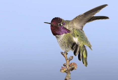Anna's Hummingbird (Calypte anna), British Columbia, Canada