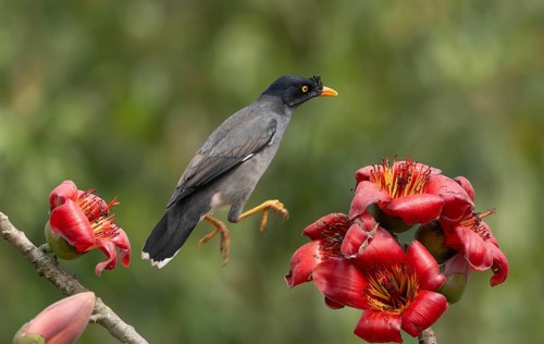 Jungle Myna (Acridotheres fuscus) on a flowering silk-cotton branch, sreepur, Gazipur, bangladesh