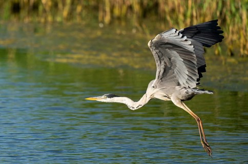 Grey heron (Ardea cinerea) flying over a lake, blue water, Lower Saxony, Germany