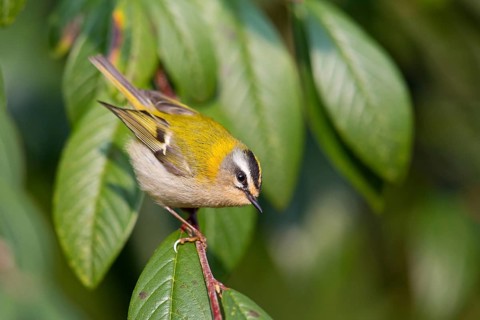 Firecrest, Regulus ignicapillus, Roitelet à triple bandeau, Roitelet triple-bandeau, Reyezuelo
