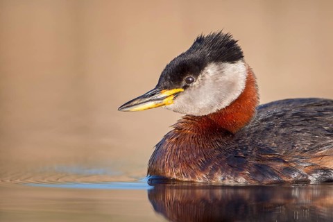 Red-necked Grebe (Podiceps grisegena) male, Saxony-Anhalt, Germany
