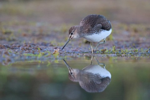 Green Sandpiper (Tringa ochropus) foraging, North Rhine-Westphalia, Germany