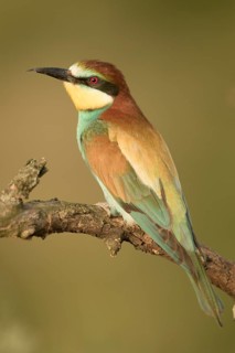 European Bee-eater (Merops apiaster) perched on a branch, Serbia