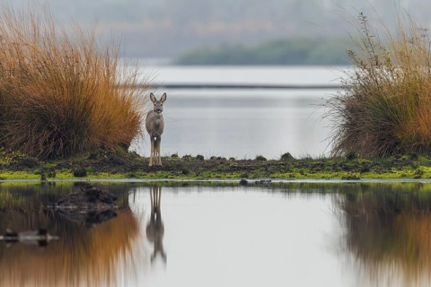 A doe (Capreolus capreolus) stands relaxed in a moor, on a former peat cut, moor landscape, dreary,