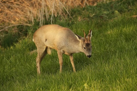 Roe deer (Capreolus capreolus) six-antlered buck in winter coat at the edge of a forest, Lower