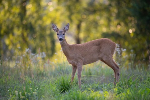 Roe deer (Capreolus capreolus) at attention in a forest clearing, Tyrol, Austria