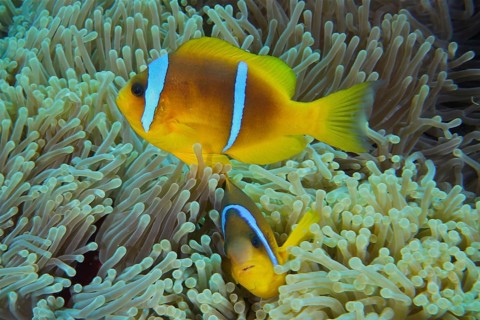 Red sea anemonefish (Amphiprion bicinctus)