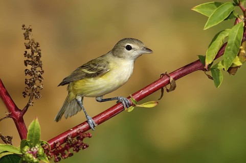 Bell's Vireo (Vireo bellii), Texas, USA