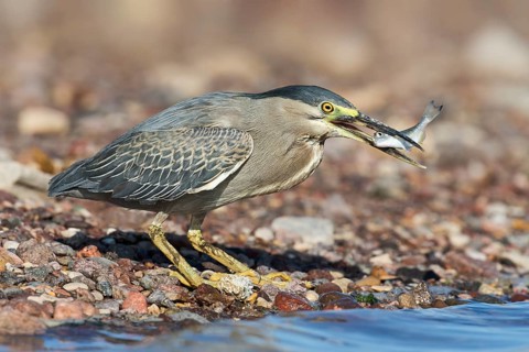 Striated Heron (Butorides striata) with fish prey in its beak, Eilat, Israel