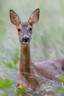 Portrait of an attentive doe (Capreolus capreolus), portrait, attentive, June, Germany