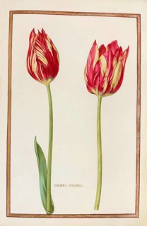Tulips, Historical, digitally enhanced reproduction from Theatrum florae (1624) by Daniel Rabel