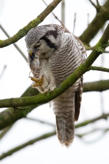 Northern Hawk-Owl (Surnia ulula), Zwolle, Netherlands