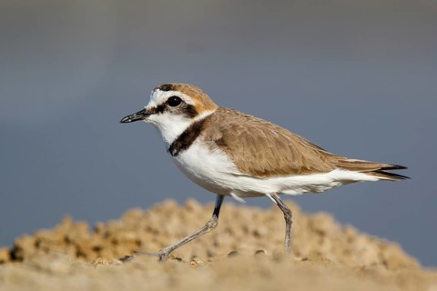 Kentish Plover (Charadrius alexandrinus) male, Lesvos, Greece