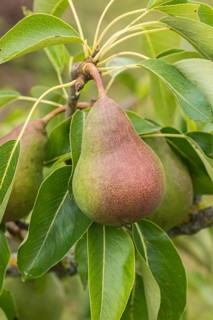 Pear (Pyrus communis 'Harrow Delight'), Weihenstephan-Triesdo University of Applied Sciences,