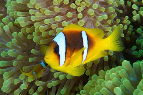 Red sea anemonefish (Amphiprion bicinctus)
